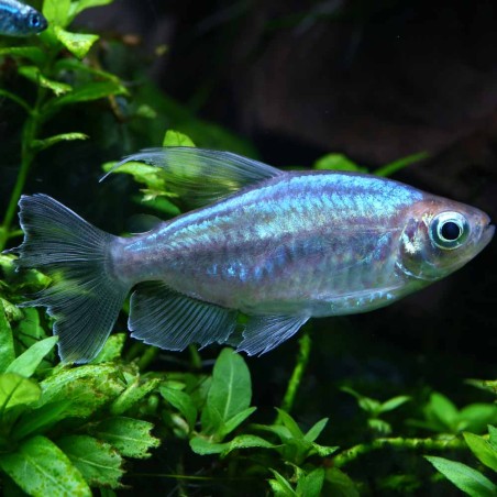 Congo Tetra - Phenacogrammus Interruptus