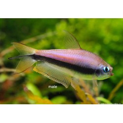 Tetra Empereur - Nematobrycon Palmeri