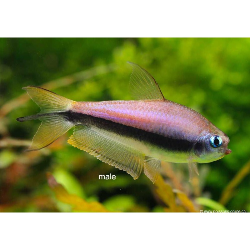 Tetra Imperatore - Nematobrycon Palmeri