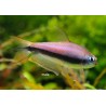 Tetra Empereur - Nematobrycon Palmeri