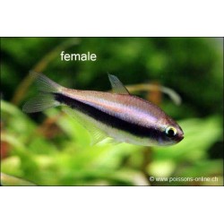 Tetra Empereur - Nematobrycon Palmeri