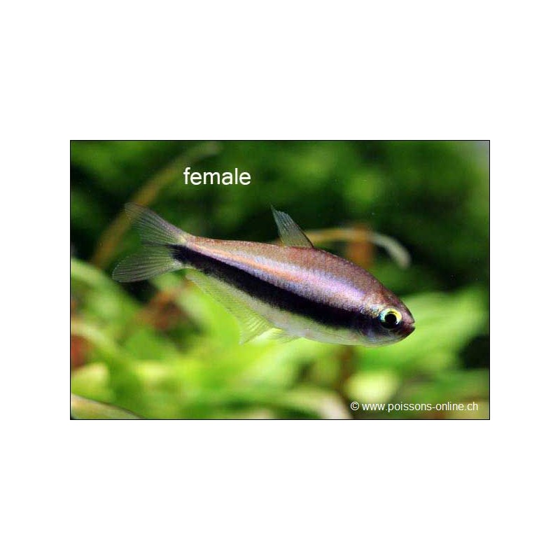 Tetra Empereur - Nematobrycon Palmeri