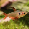 Roter Phantomsalmler - Megalamphodus Sweglesi