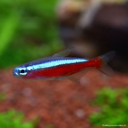 Roter Neonsalmler (Nachzucht) - Paracheirodon Axelrodi