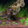 Cardinale Neon Tetra (Bestiame) - Paracheirodon Axelrodi