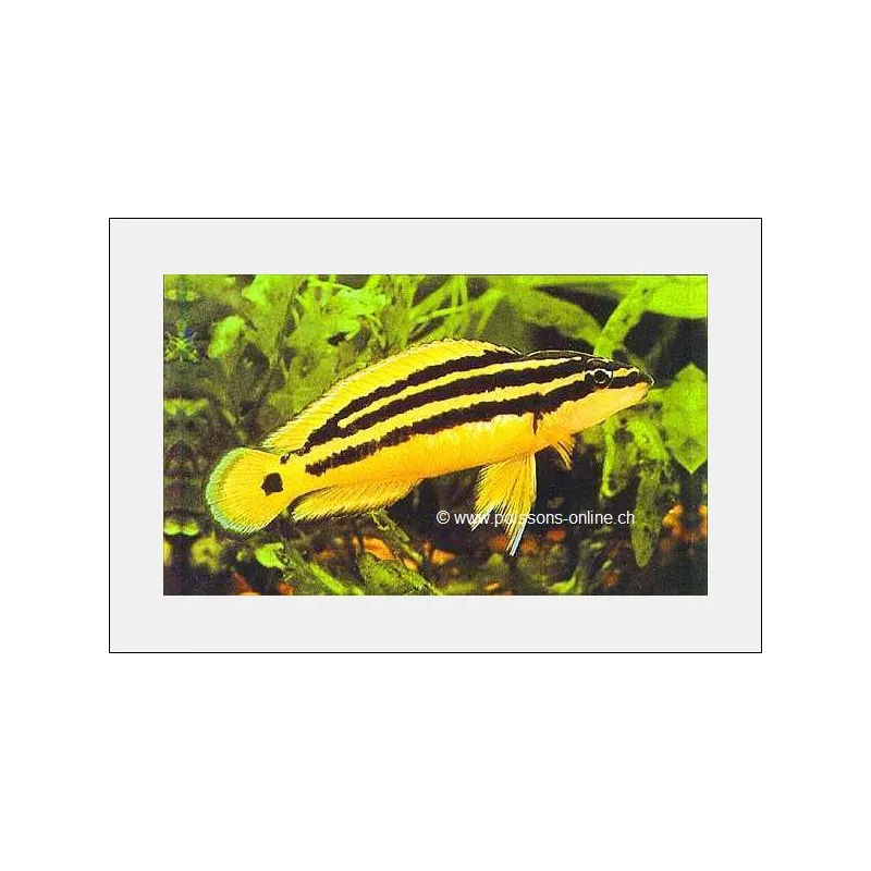 Cichlidé Bretteur - Julidochromis Ornatus