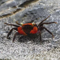 Crabe Vampire Diable Rouge - Geosesarma Hagen