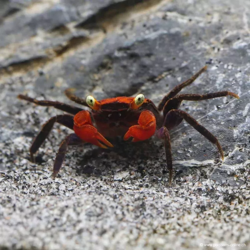Crabe Vampire Diable Rouge - Geosesarma Hagen
