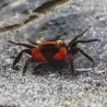 Crabe Vampire Diable Rouge - Geosesarma Hagen