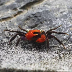 Crabe Vampire Diable Rouge - Geosesarma Hagen
