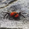 Crabe Vampire Diable Rouge - Geosesarma Hagen