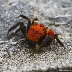 Crabe Vampire Diable Rouge - Geosesarma Hagen
