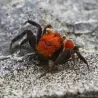 Crabe Vampire Diable Rouge - Geosesarma Hagen