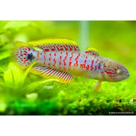 Dormeur À Queue Ocellée - Tateurndina Ocellicauda