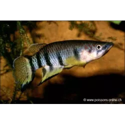 Epiplaty Rayé - Epiplatys Dageti