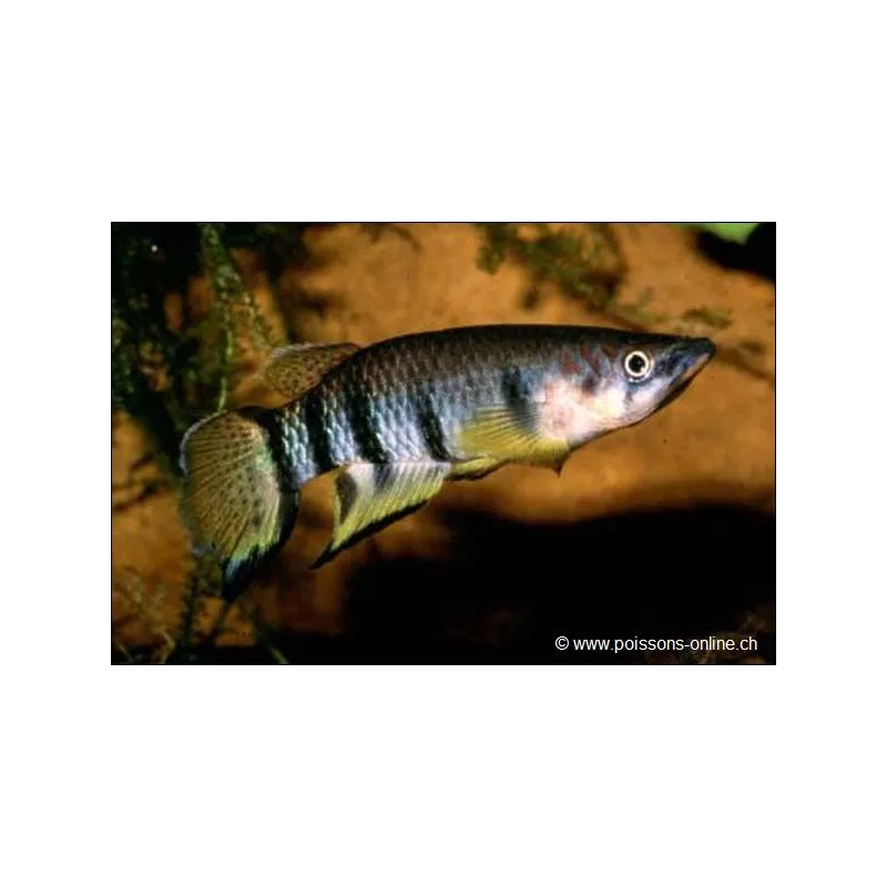 Epiplaty Rayé - Epiplatys Dageti