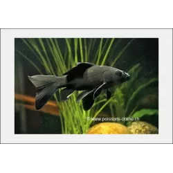 Goldfish - Comète Noire - Carassius Auratus