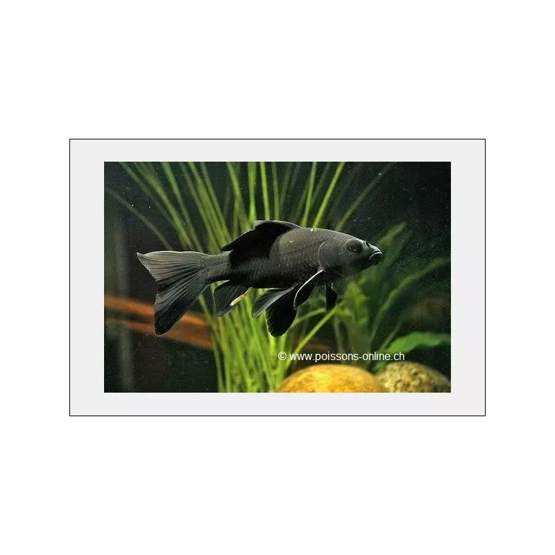 Goldfish - Comète Noire - Carassius Auratus