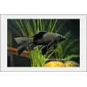 Goldfish - Comète Noire - Carassius Auratus