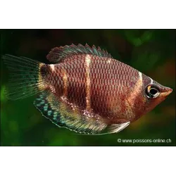 Gourami Chocolat - Sphaerichthys Osphromenoides