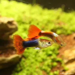 Guppy Mâle Red Neon - Poecilia Reticulata