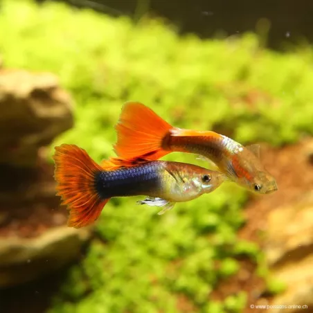 Guppy Mâle Red Neon - Poecilia Reticulata