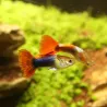 Guppy Mâle Red Neon - Poecilia Reticulata