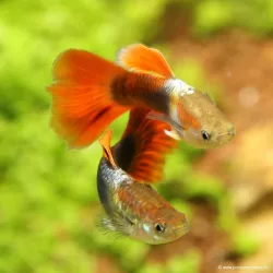 Guppy Mâle Red Neon - Poecilia Reticulata