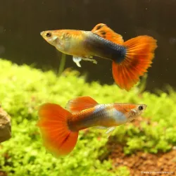 Guppy Mâle Red Neon - Poecilia Reticulata