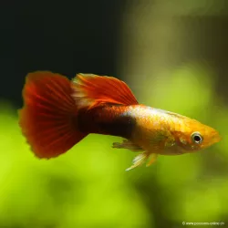 Guppy Mâle Red Silver Tuxedo - Poecilia Reticulata