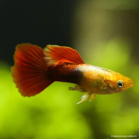 Guppy Mâle Red Silver Tuxedo - Poecilia Reticulata