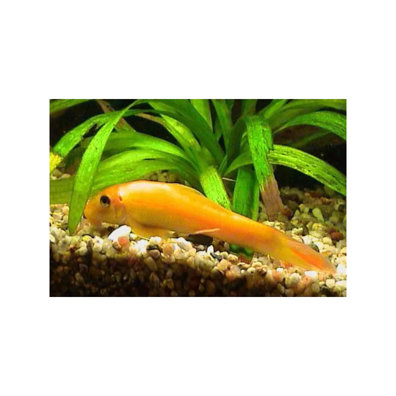 Gyrino Du Siam Gold - Gyrinocheilus Aymonieri Gold