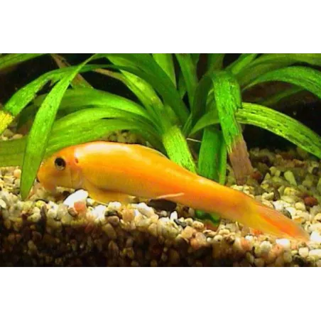 Saugschmerle Goldene - Gyrinocheilus Aymonieri Gold