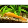 Gyrino Du Siam Gold - Gyrinocheilus Aymonieri Gold