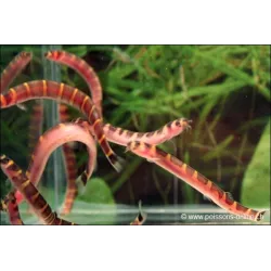 Sumatra-Dornauge - Pangio Myersi