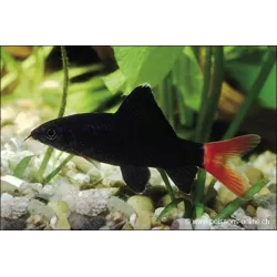 Labéo À Queue Rouge - Epalzeorhynchos Bicolor