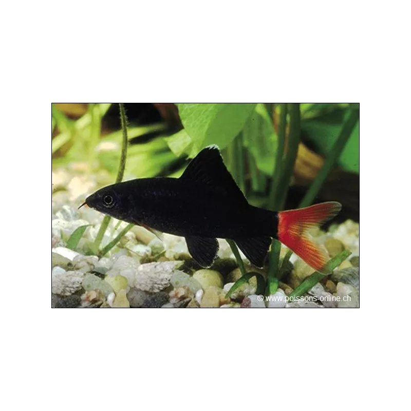 Labeo Rosso -Coda - Epalzeorhynchos Bicolor