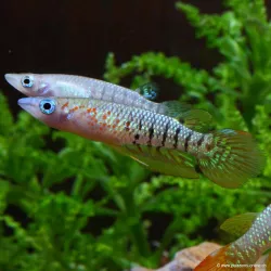Panchax Rayé - Aplocheilus Lineatus