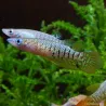 Panchax Rayé - Aplocheilus Lineatus