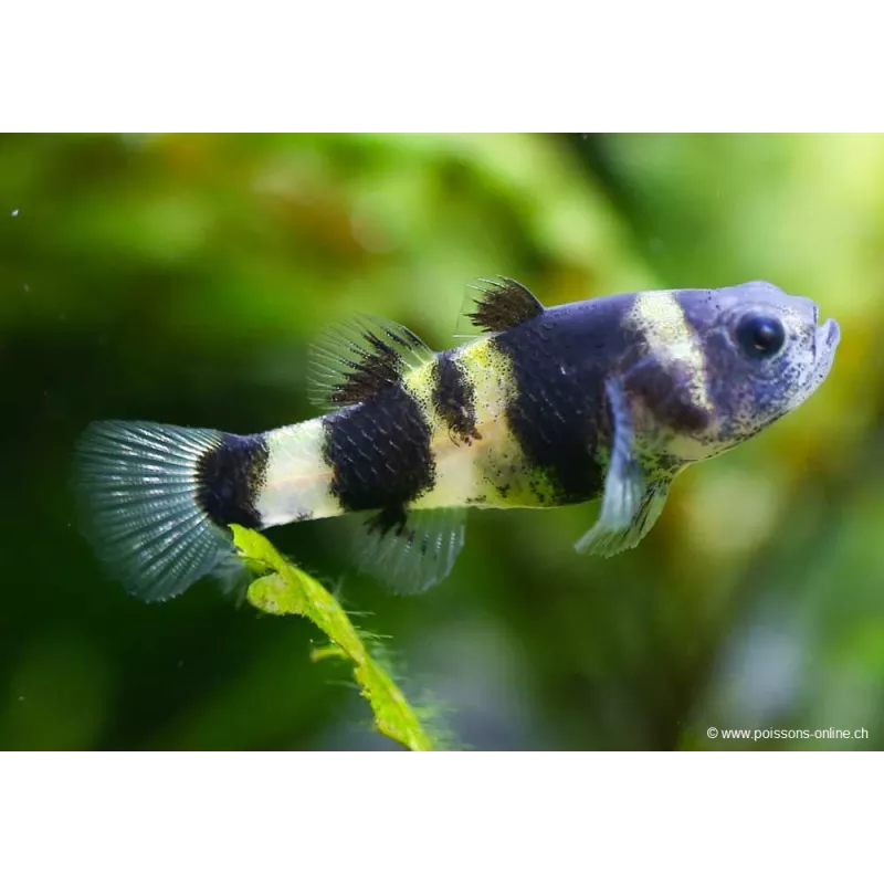 Poisson Abeille De Doria - Brachygobius Doriae