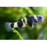 Poisson Abeille De Doria - Brachygobius Doriae