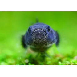 Poisson Abeille De Doria - Brachygobius Doriae