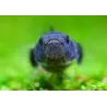 Poisson Abeille De Doria - Brachygobius Doriae