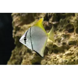 Poisson Lune Argenté - Monodactylus Argenteus