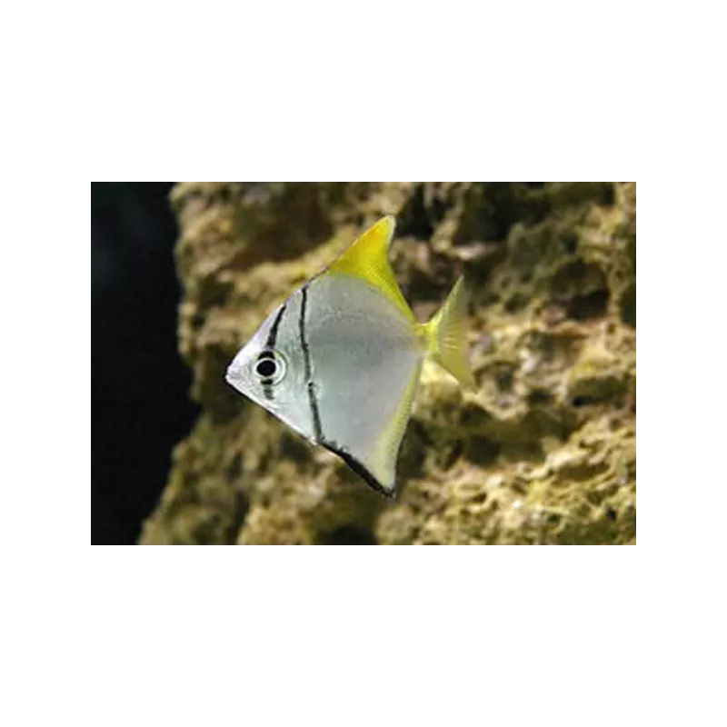 Poisson Lune Argenté - Monodactylus Argenteus