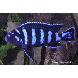 Pseudotropheus Demasoni - Pseudotropheus Demasoni