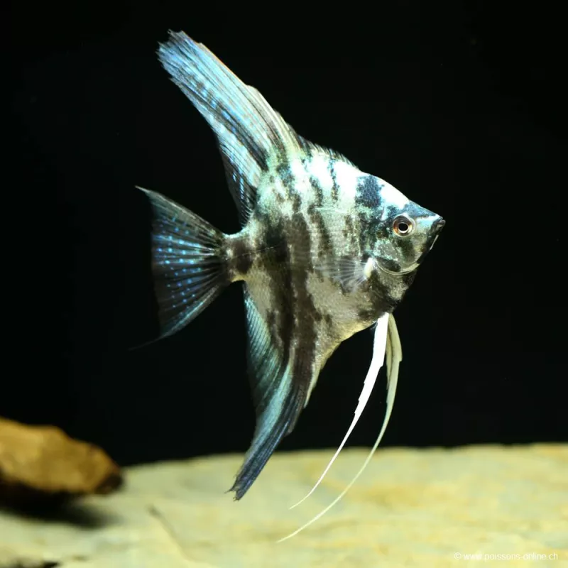 Marmo Blu Scalare Bulgaro - Pterophyllum Scalare