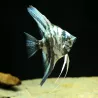 Marmo Blu Scalare Bulgaro - Pterophyllum Scalare