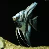 Scalaire Bulgarian Blue Marble - Pterophyllum Scalare