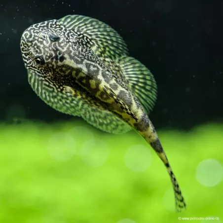 Sewellia Breviventralis - Sewellia Breviventralis